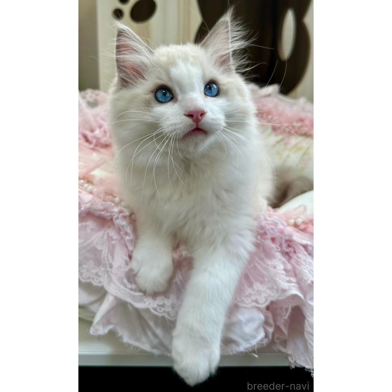 販売中の埼玉県のラグドール-131672の14枚目