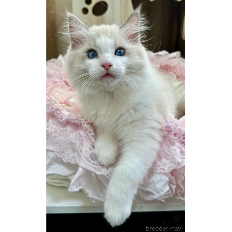 販売中の埼玉県のラグドール-131672の12枚目