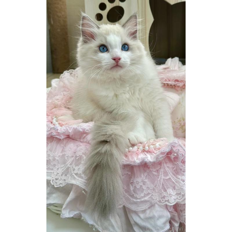 販売中の埼玉県のラグドール-131672の11枚目