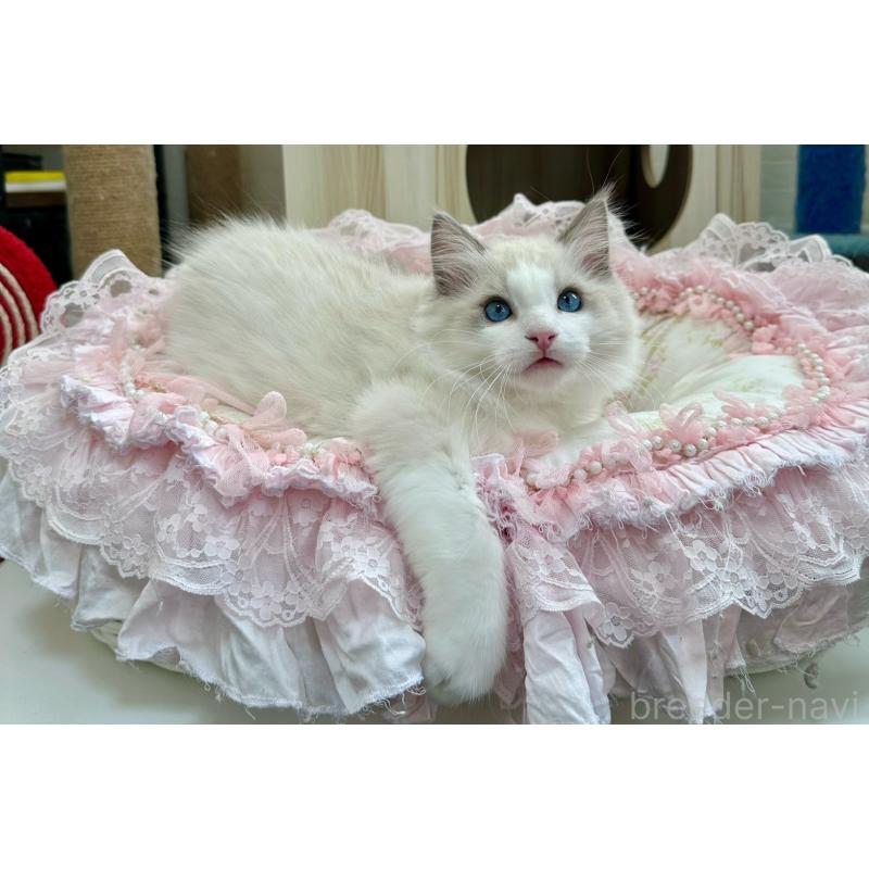 販売中の埼玉県のラグドール-131672の10枚目