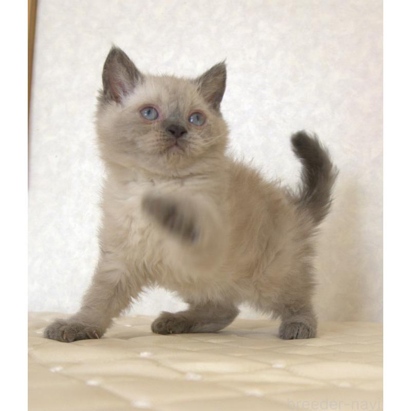 販売中の静岡県のセルカークレックス-129199の10枚目