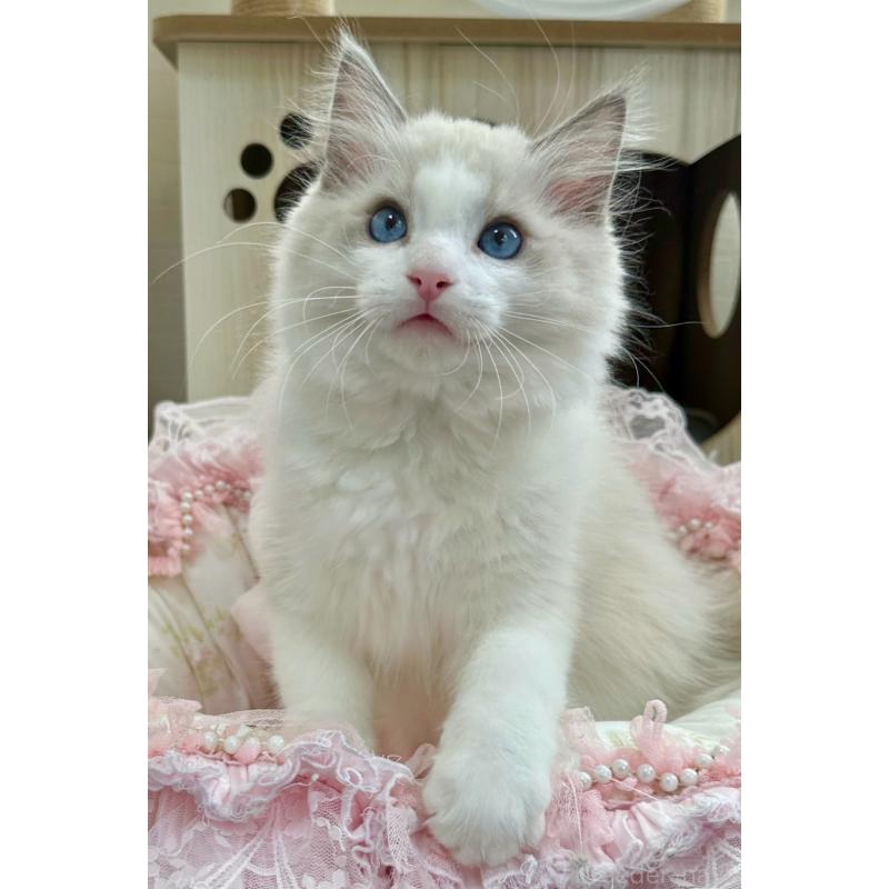 販売中の埼玉県のラグドール-131672の9枚目