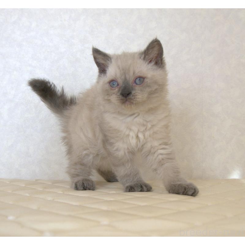 販売中の静岡県のセルカークレックス-129199の9枚目