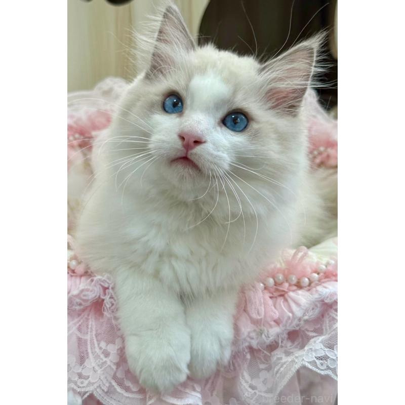 販売中の埼玉県のラグドール-131672の7枚目