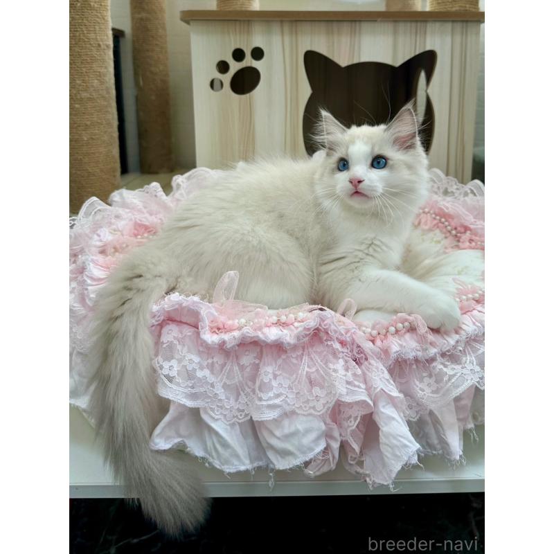 販売中の埼玉県のラグドール-131672の6枚目