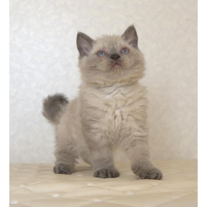 販売中の静岡県のセルカークレックス-129199の7枚目