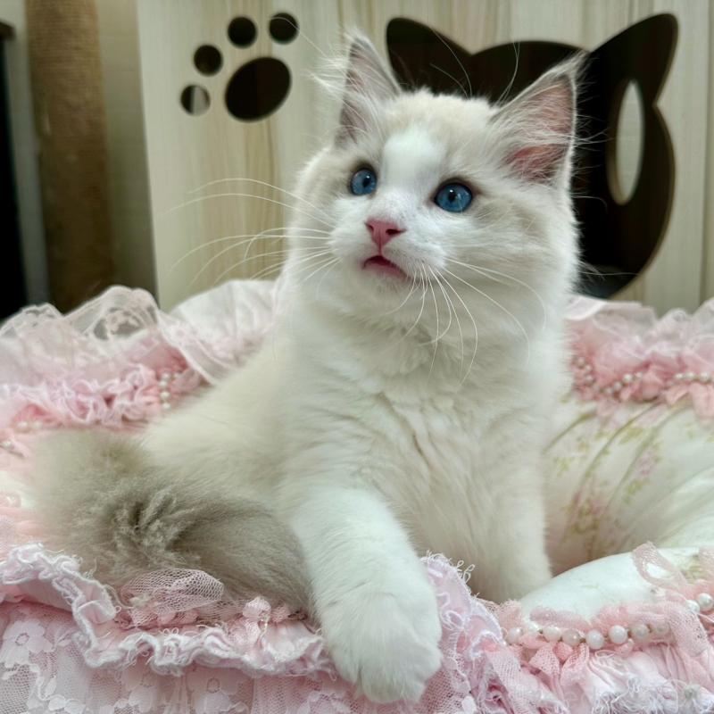 販売中の埼玉県のラグドール-131672の4枚目