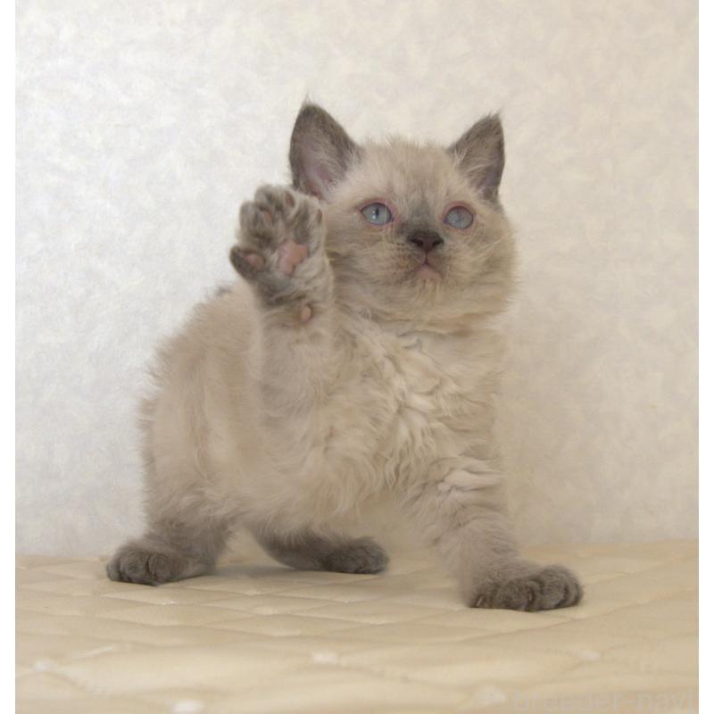 販売中の静岡県のセルカークレックス-129199