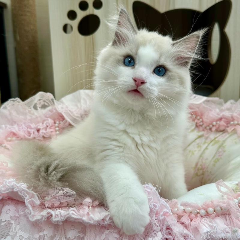 販売中の埼玉県のラグドール-131672の3枚目