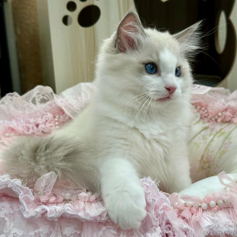 販売中の埼玉県のラグドール-131672の2枚目