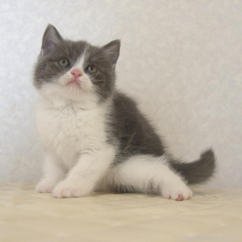 販売中の静岡県のブリティッシュショートヘア-129204の5枚目