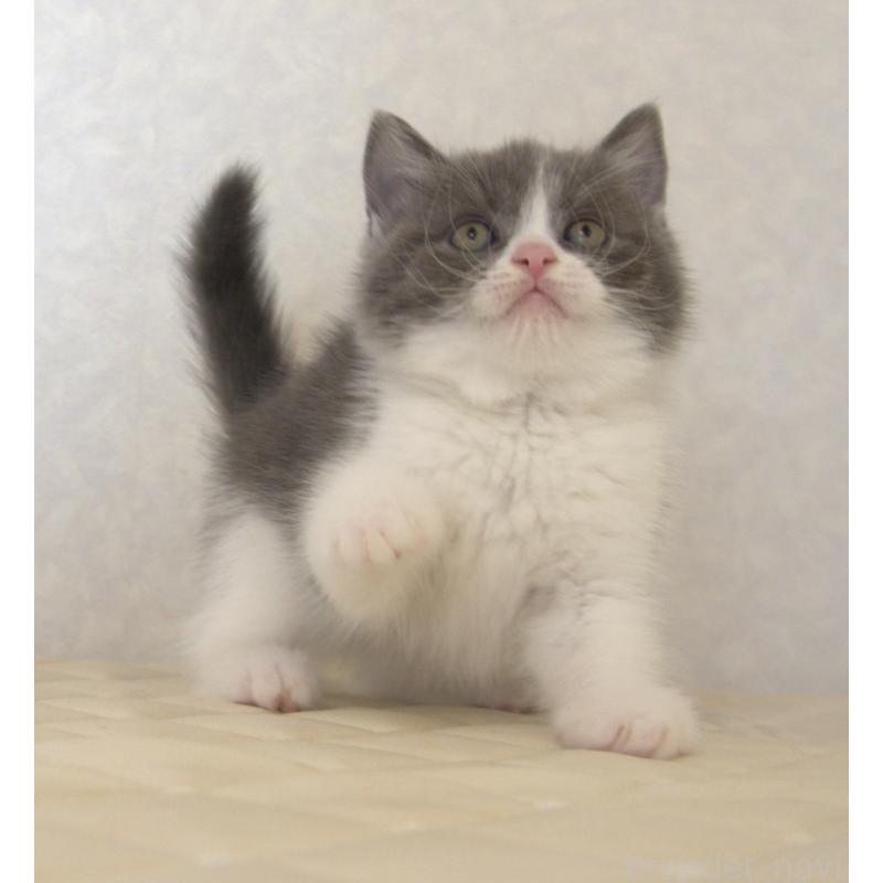 販売中の静岡県のブリティッシュショートヘア-129204の4枚目