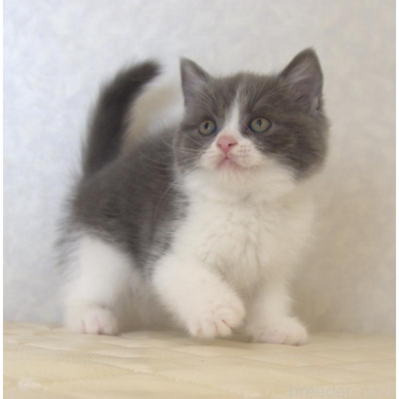 販売中の静岡県のブリティッシュショートヘア-129204の3枚目