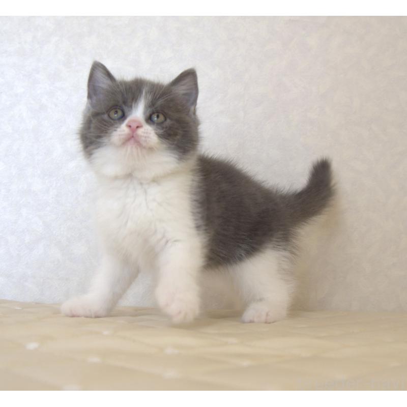 販売中の静岡県のブリティッシュショートヘア-129204の2枚目