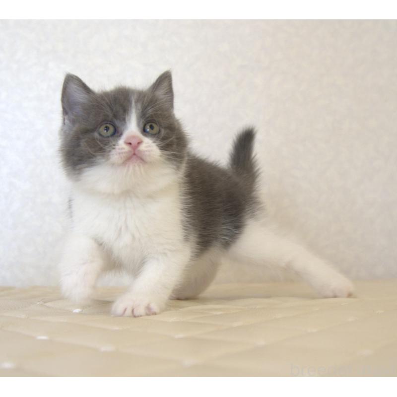 販売中の静岡県のブリティッシュショートヘア-129204