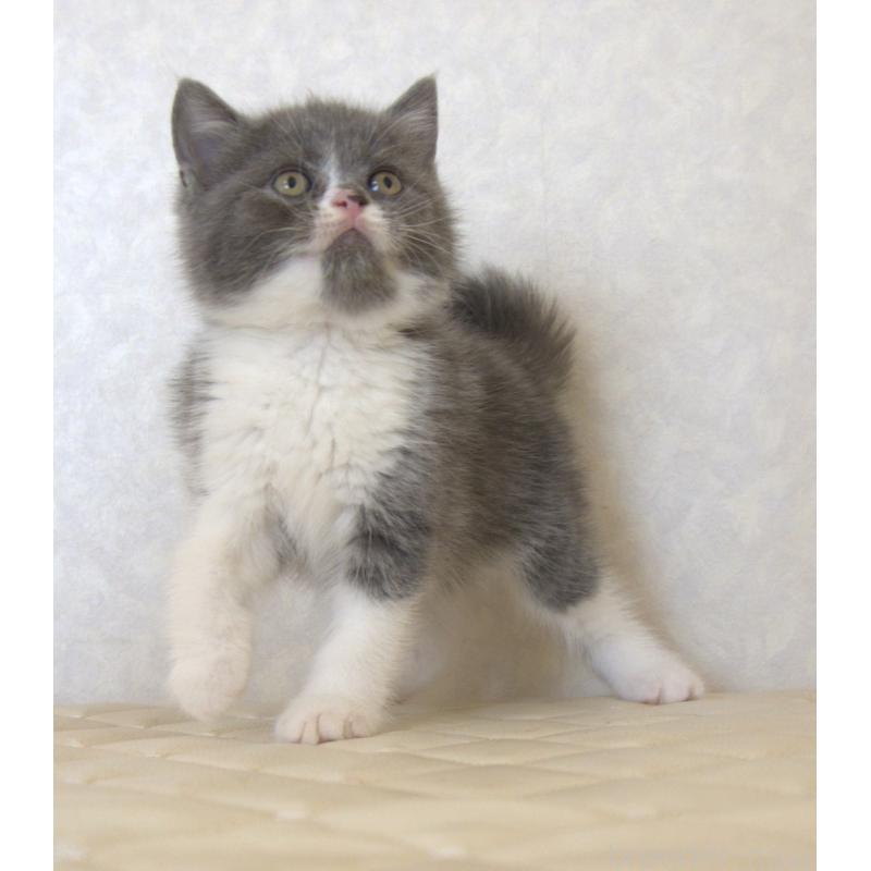 販売中の静岡県のブリティッシュショートヘア-129203の5枚目