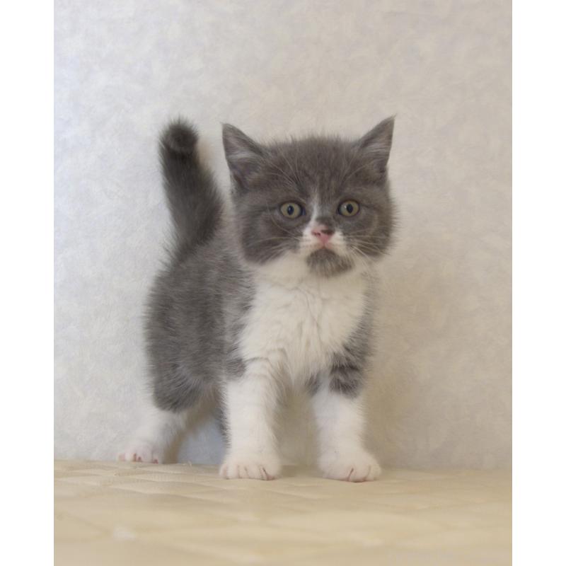 販売中の静岡県のブリティッシュショートヘア-129203の4枚目