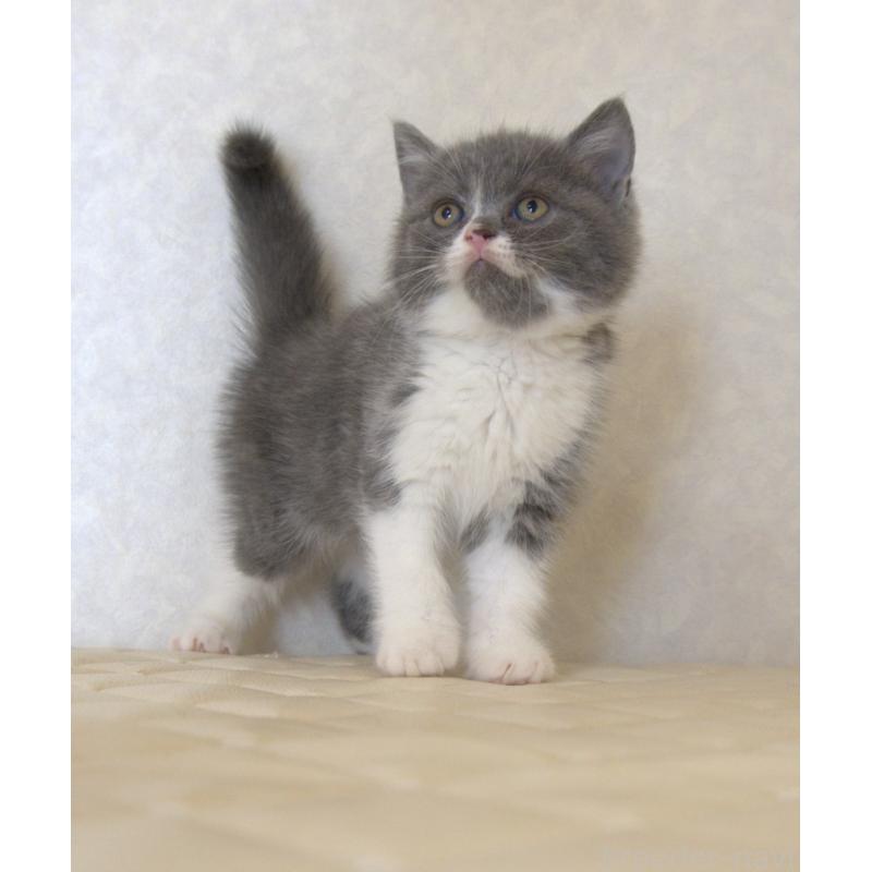 販売中の静岡県のブリティッシュショートヘア-129203の3枚目