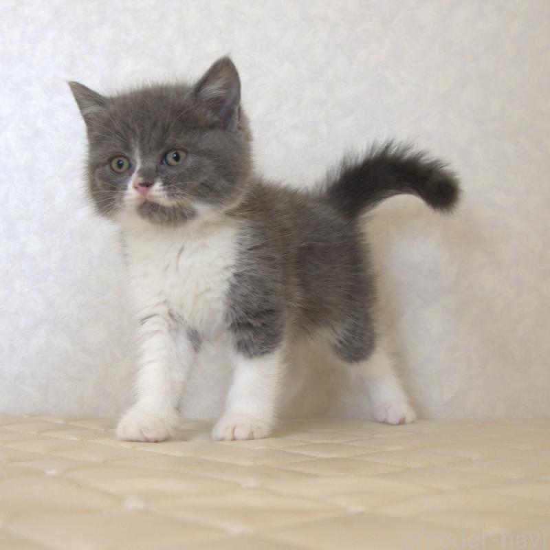 販売中の静岡県のブリティッシュショートヘア-129203の2枚目