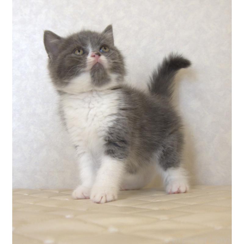 販売中の静岡県のブリティッシュショートヘア-129203