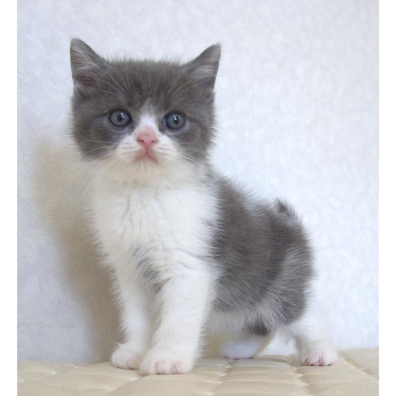 販売中の静岡県のブリティッシュショートヘア-129202の4枚目