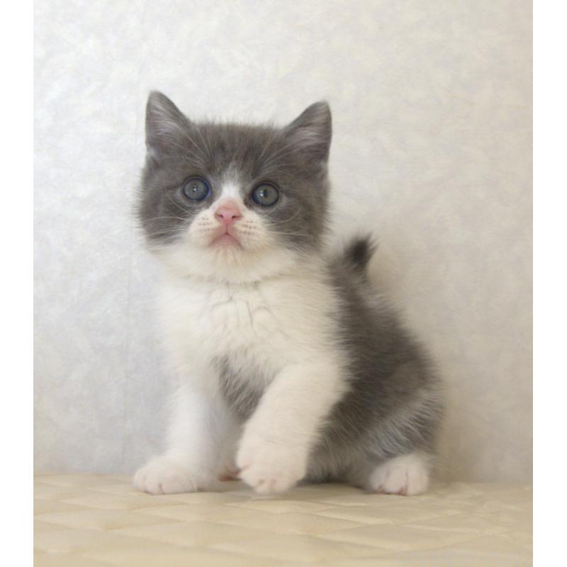 販売中の静岡県のブリティッシュショートヘア-129202の3枚目