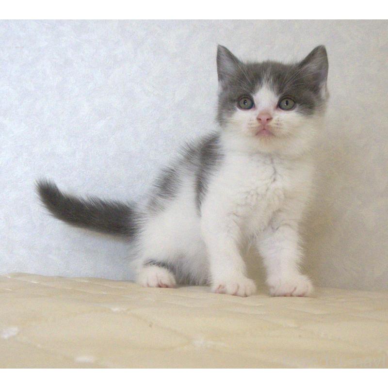 販売中の静岡県のブリティッシュショートヘア-129202の2枚目