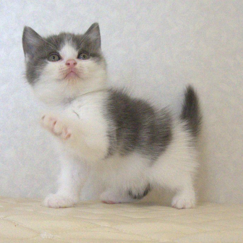 販売中の静岡県のブリティッシュショートヘア-129202