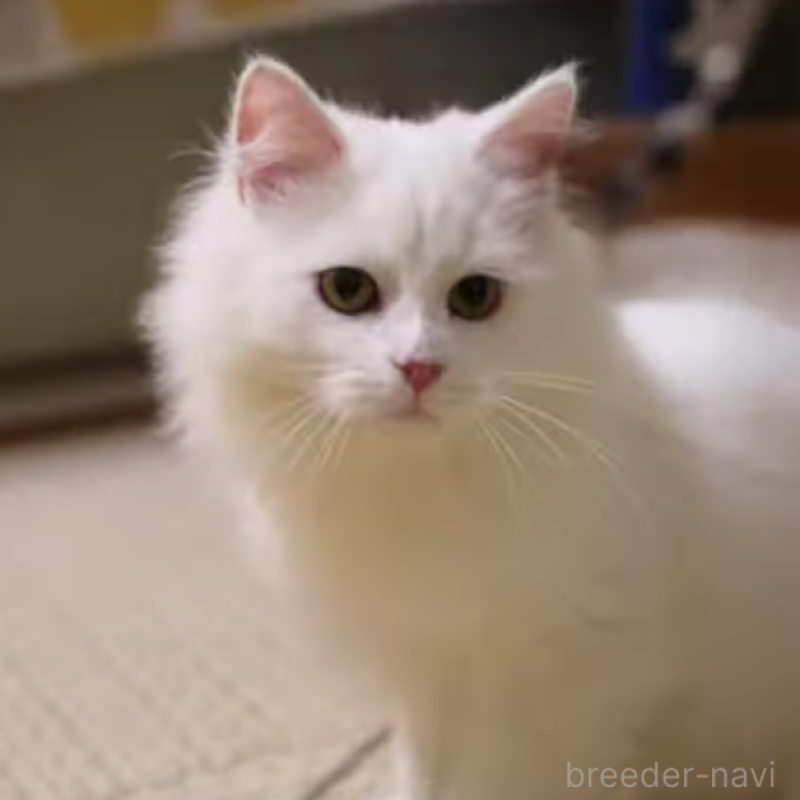 販売中の大阪府のサイベリアン-131673