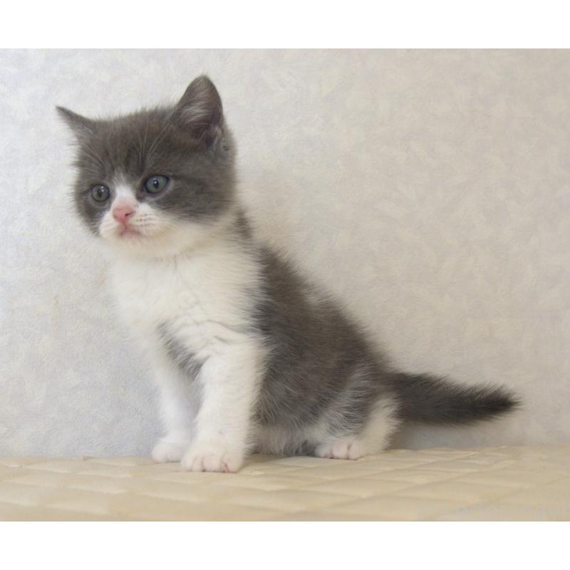 販売中の静岡県のブリティッシュショートヘア-129201の5枚目