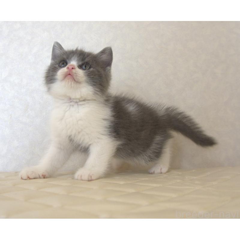 販売中の静岡県のブリティッシュショートヘア-129201の2枚目