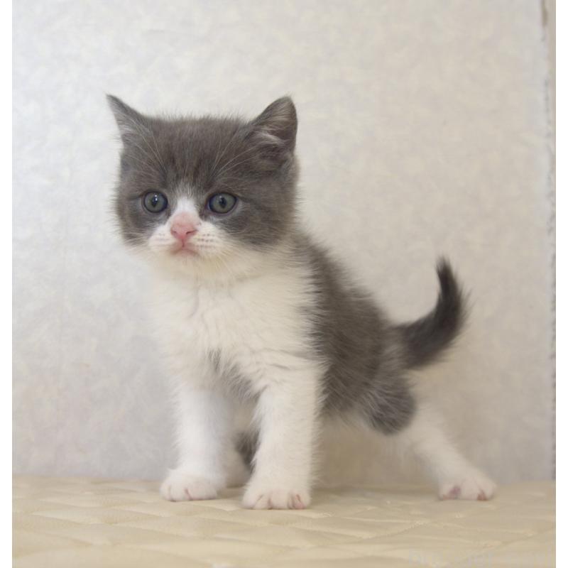 販売中の静岡県のブリティッシュショートヘア-129201