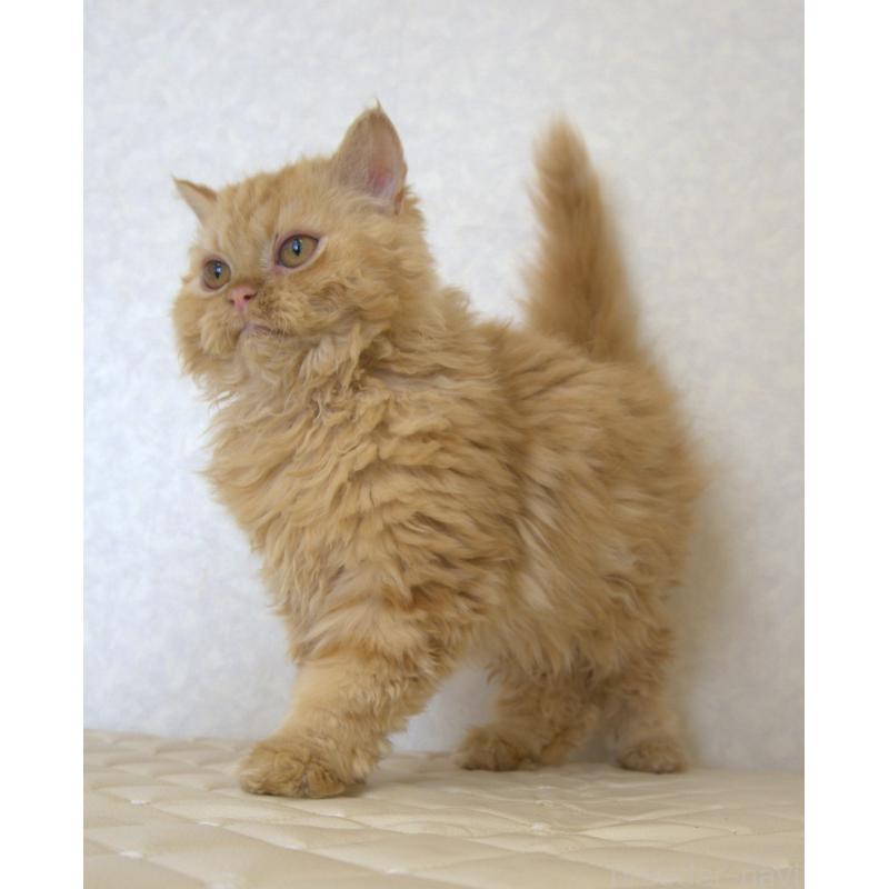 販売中の静岡県のセルカークレックス-122030の4枚目