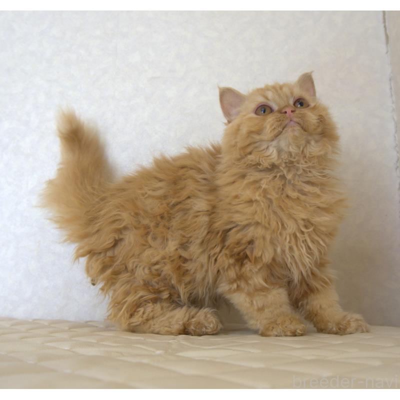 販売中の静岡県のセルカークレックス-122030の3枚目