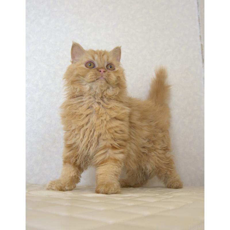 販売中の静岡県のセルカークレックス-122030の2枚目