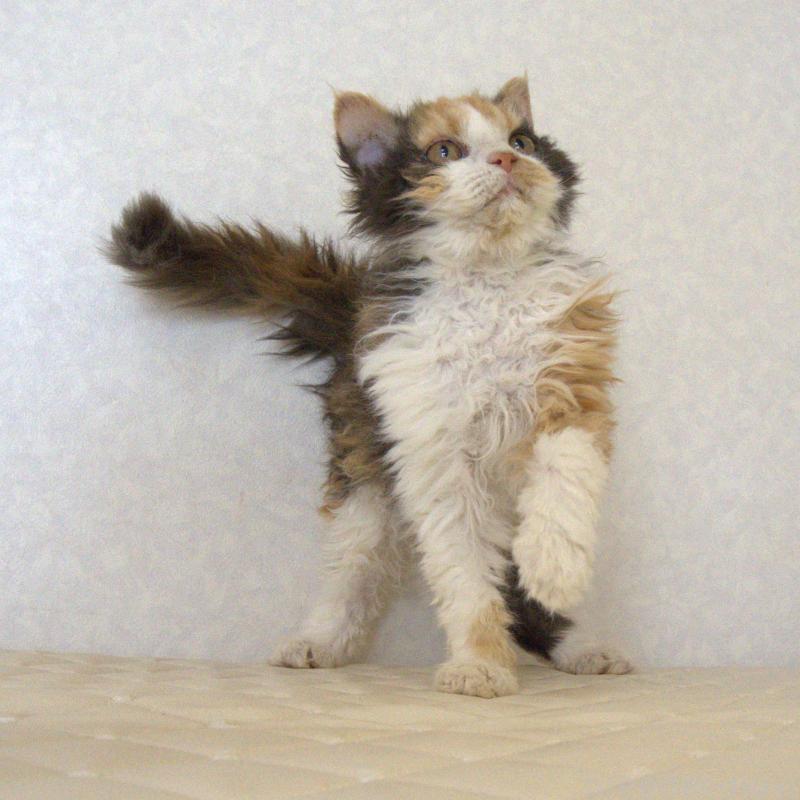 販売中の静岡県のセルカークレックス-122027の4枚目