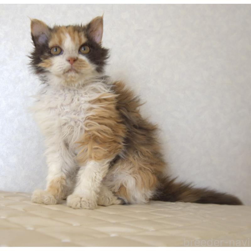 販売中の静岡県のセルカークレックス-122027の3枚目