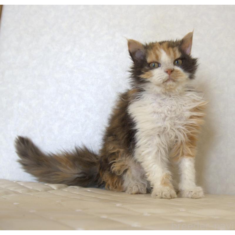 販売中の静岡県のセルカークレックス-122027の2枚目