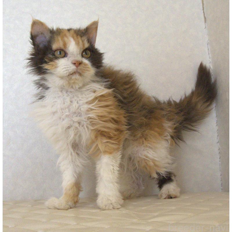 販売中の静岡県のセルカークレックス-122027の1枚目