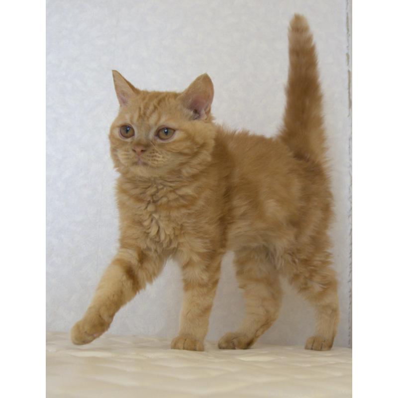 販売中の静岡県のセルカークレックス-122032の4枚目