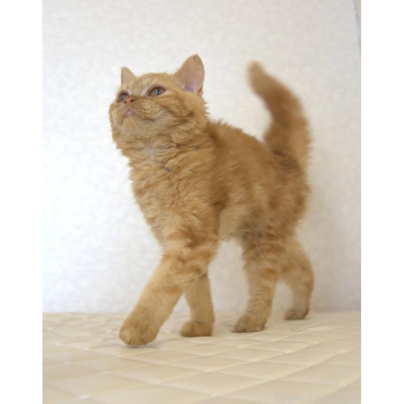 販売中の静岡県のセルカークレックス-122032の3枚目