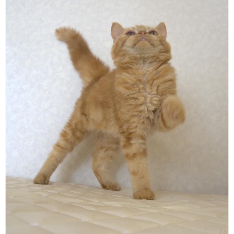 販売中の静岡県のセルカークレックス-122032の2枚目