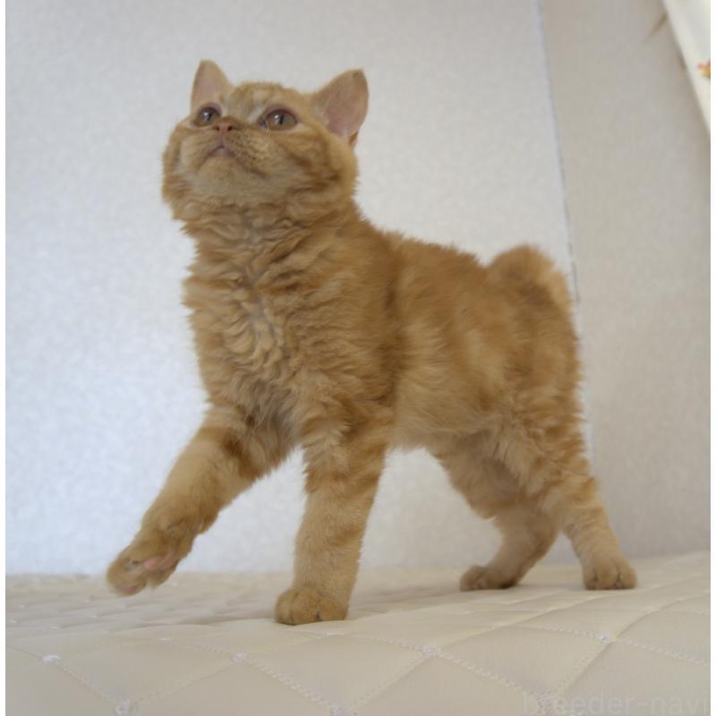 販売中の静岡県のセルカークレックス-122032