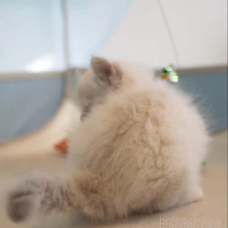 販売中の大阪府のサイベリアン-131674の7枚目