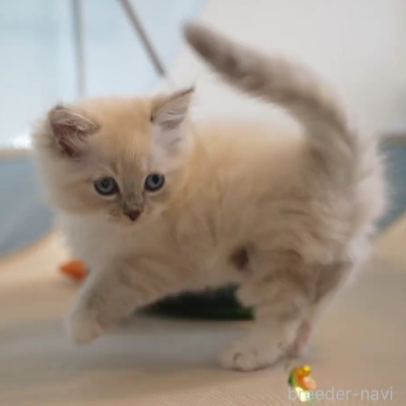 販売中の大阪府のサイベリアン-131674の6枚目