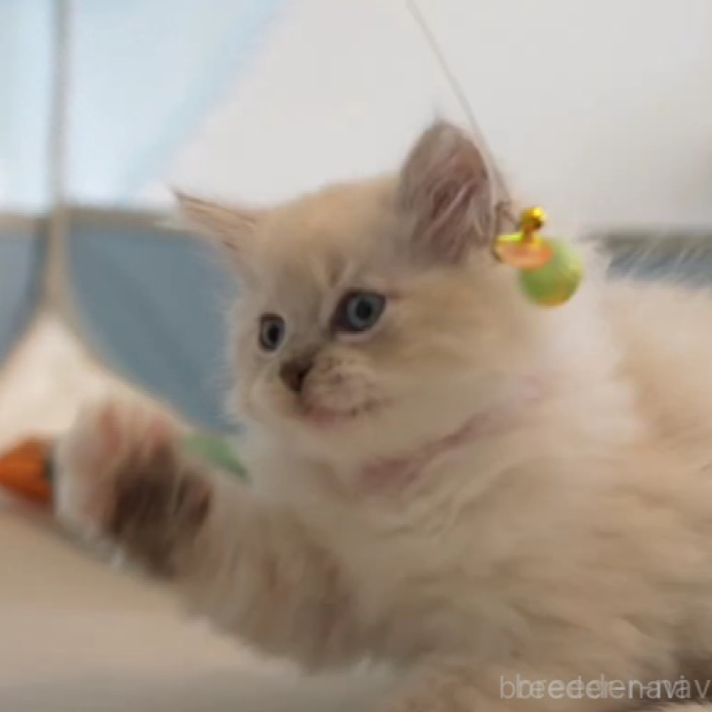 販売中の大阪府のサイベリアン-131674の5枚目