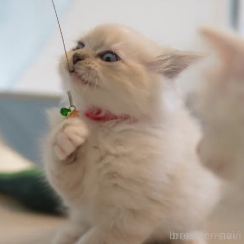 販売中の大阪府のサイベリアン-131674の4枚目