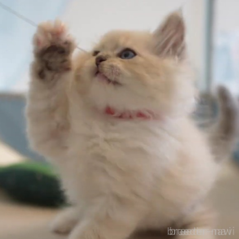 販売中の大阪府のサイベリアン-131674の3枚目