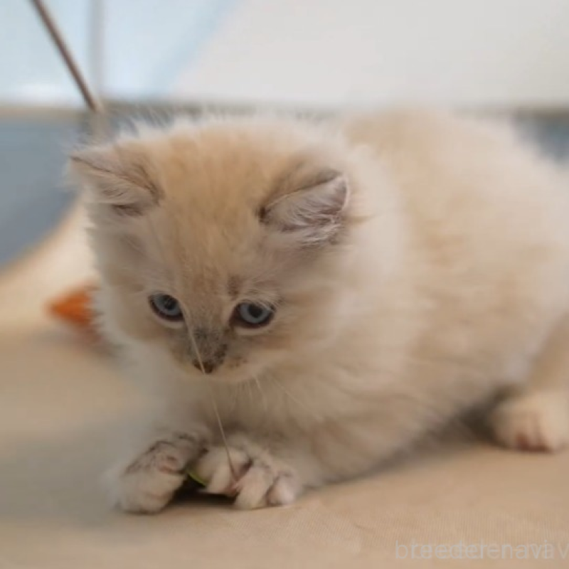 販売中の大阪府のサイベリアン-131674の1枚目