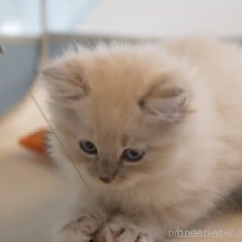 販売中の大阪府のサイベリアン-131674の2枚目